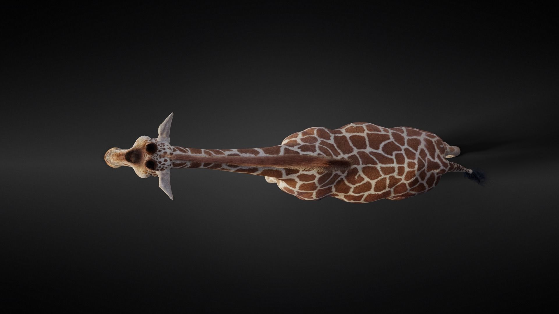 Giraffe Animated 3D model_8