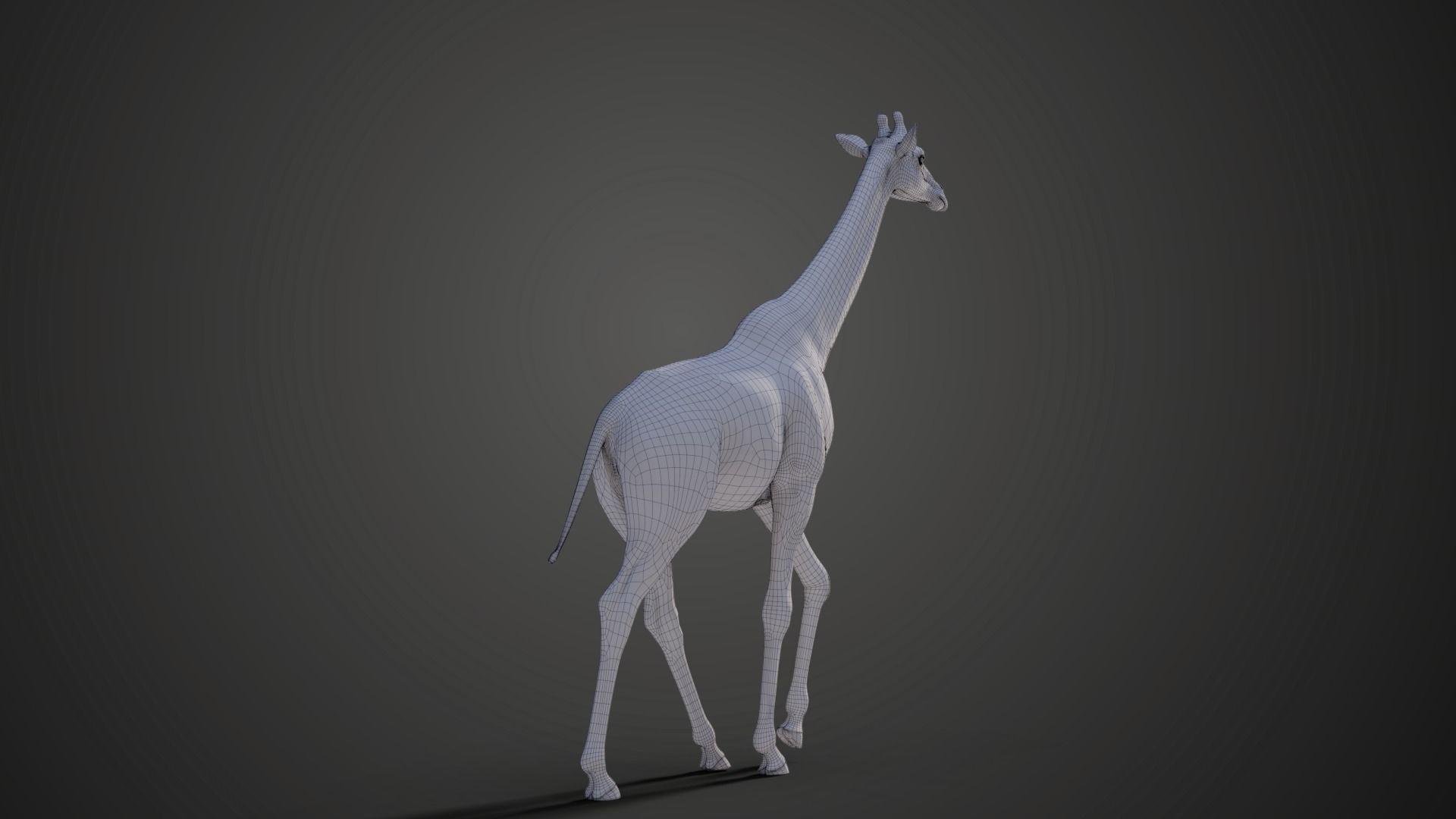 Giraffe Animated 3D model_12