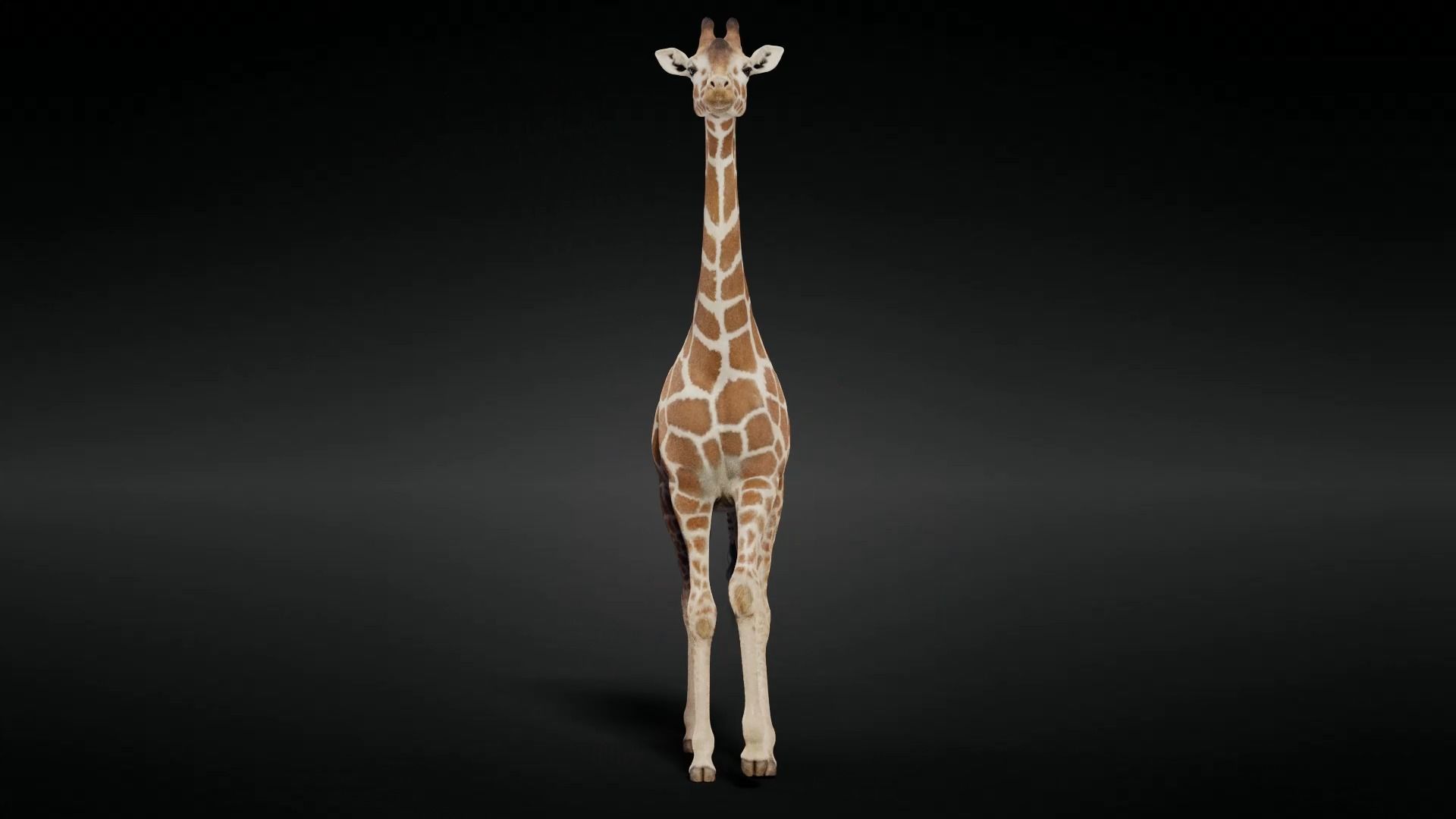 Giraffe Animated 3D model_5