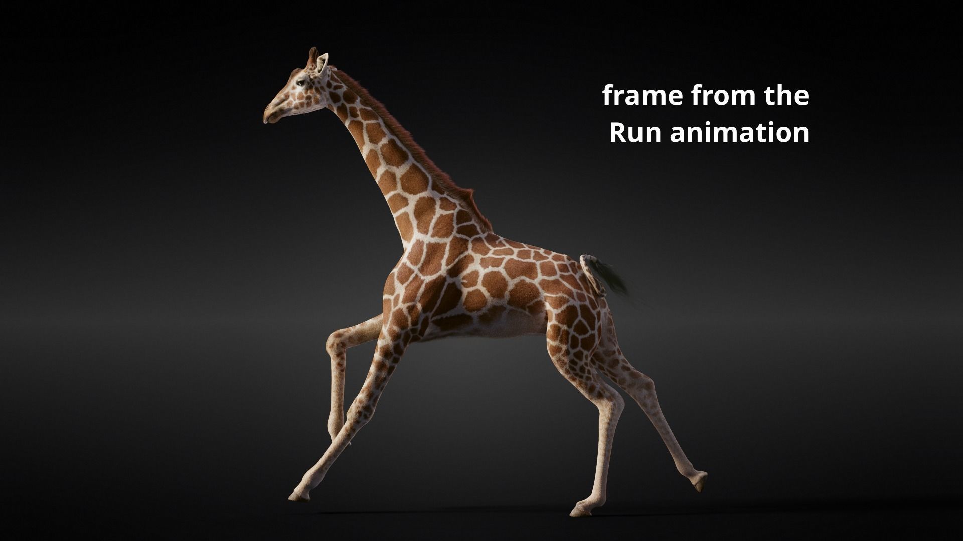 Giraffe Animated 3D model_16