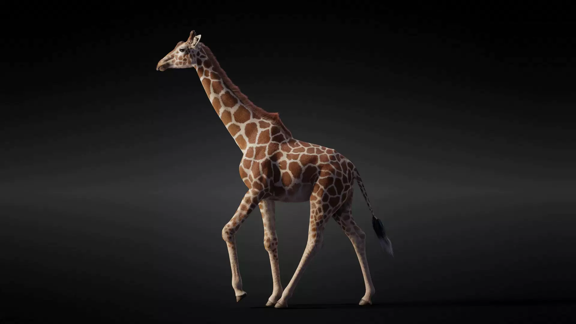 Giraffe Animated 3D model_0