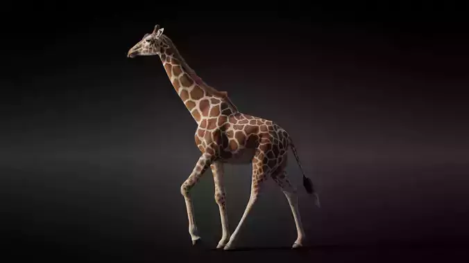 Giraffe Animated 3D model