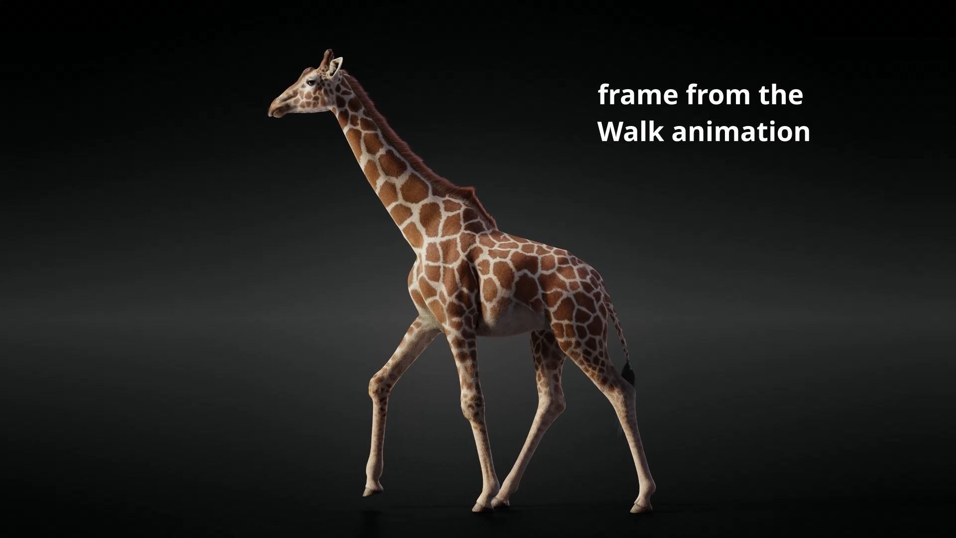 Giraffe Animated 3D model_15