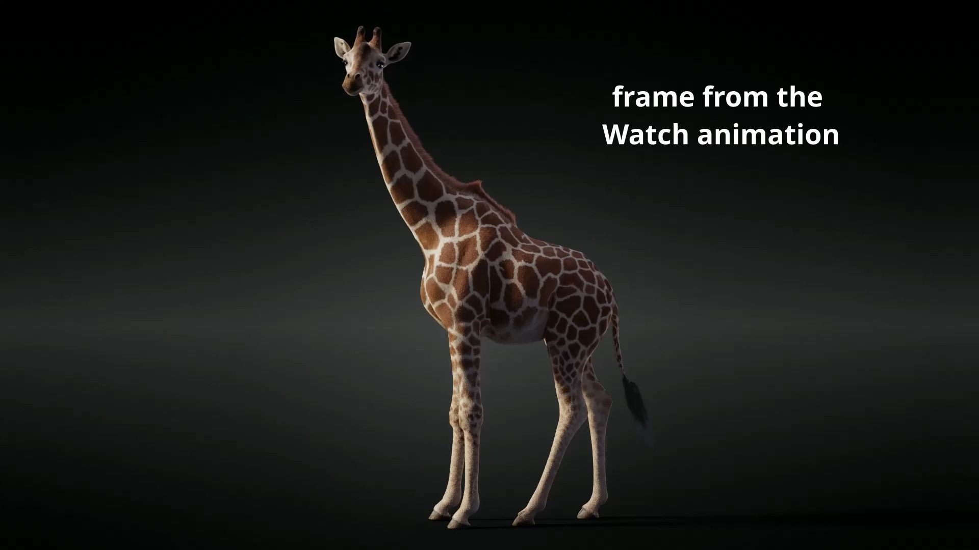 Giraffe Animated 3D model_14