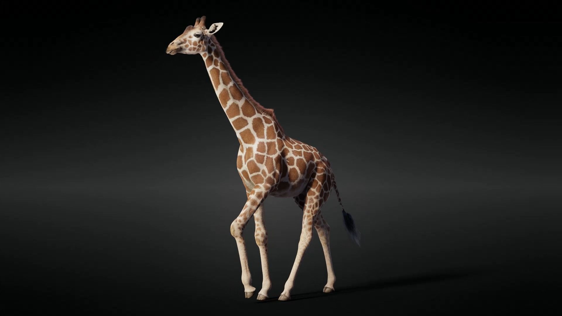 Giraffe Animated 3D model_6