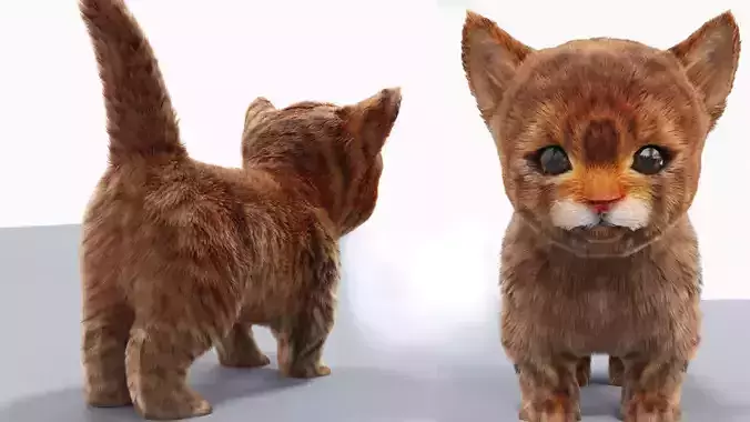 Fur Cute Cat kitten 03 No Rig