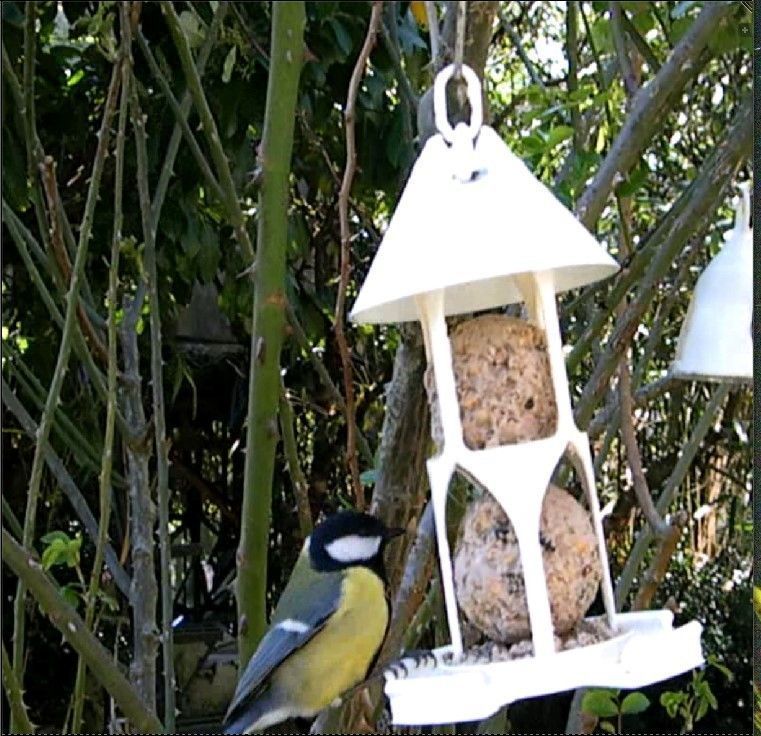 Bird feeder seedballs and seed 3D print model_6