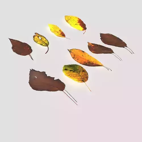 Dry Cherry Leaves Pack