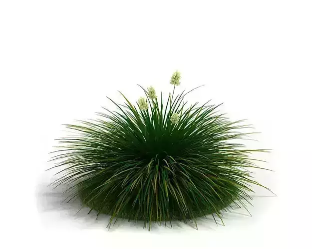 Grass Species   Festuca Idahoensis North American Native