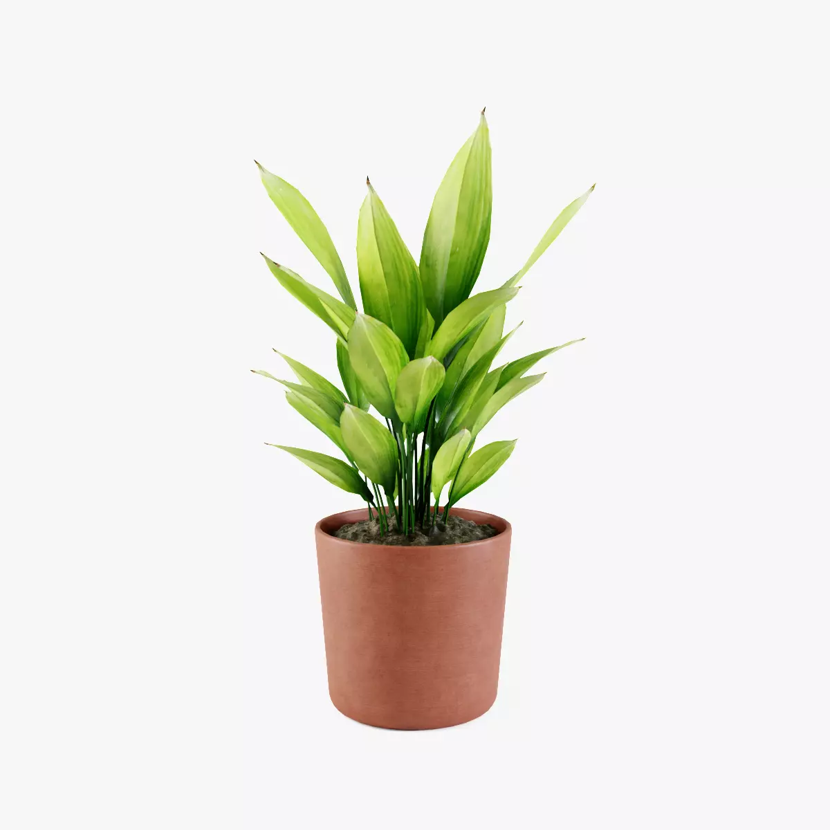 Aspidistra plant Low-poly 3D model