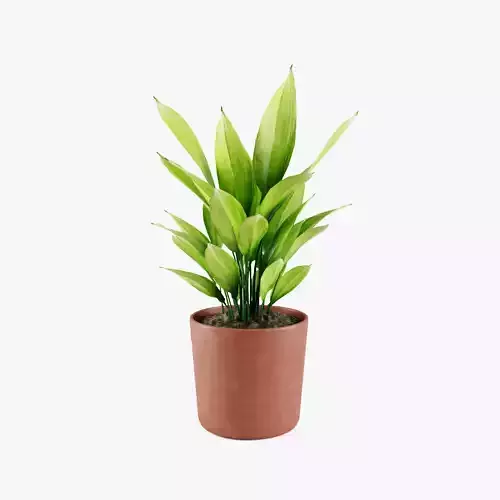 Aspidistra plant Low-poly 3D model