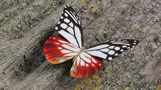 White Chestnut Tiger butterfly Low-poly 3D model