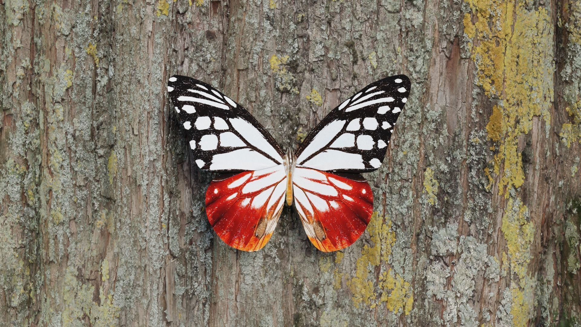 White Chestnut Tiger butterfly Low-poly 3D model_19