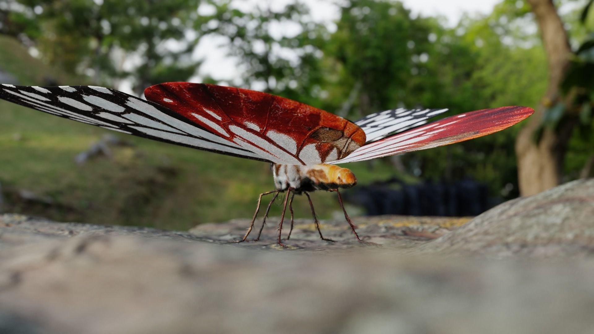 White Chestnut Tiger butterfly Low-poly 3D model_11