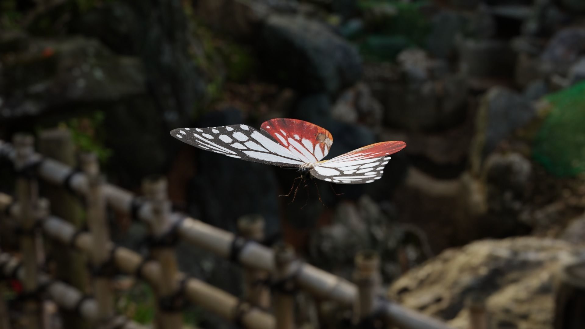White Chestnut Tiger butterfly Low-poly 3D model_6