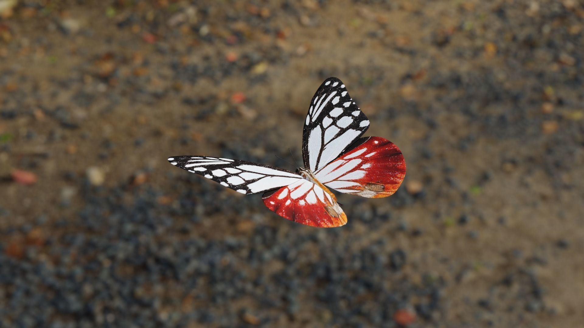 White Chestnut Tiger butterfly Low-poly 3D model_2