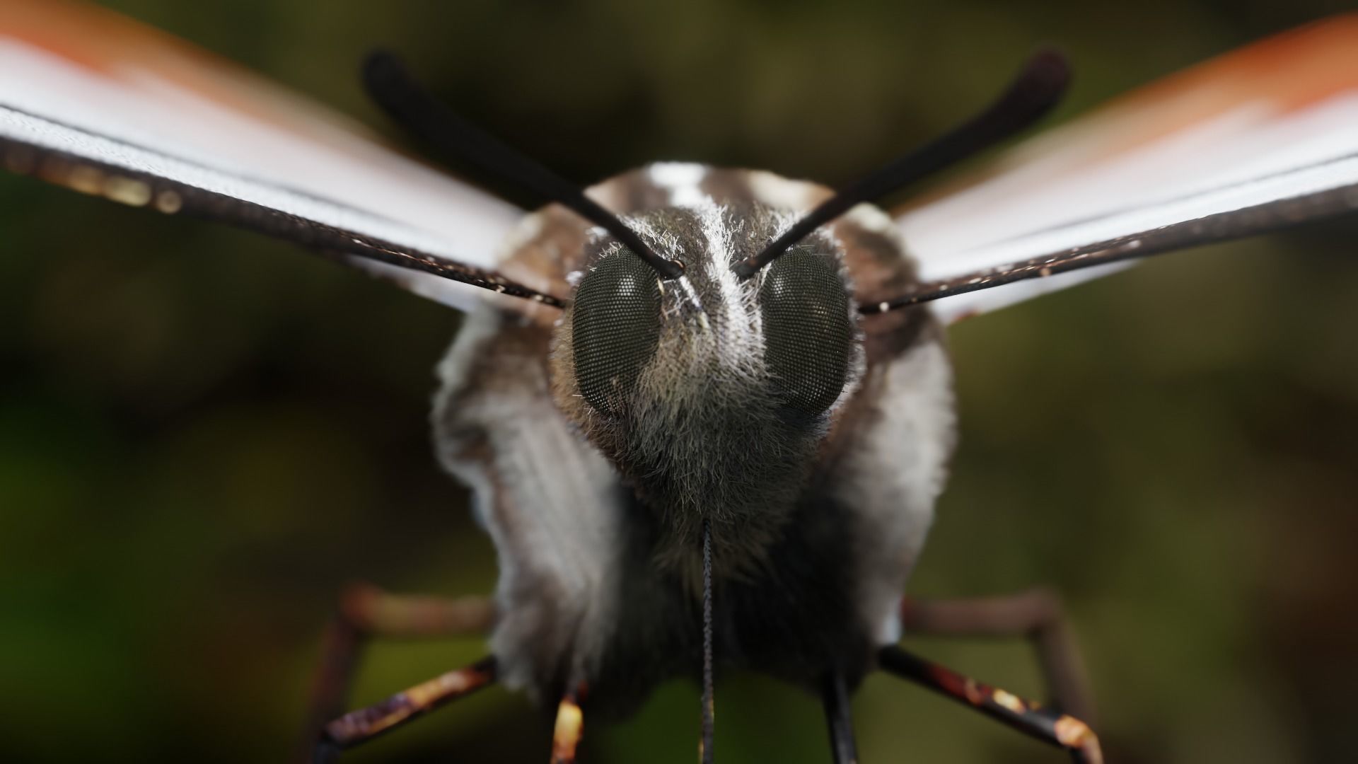 White Chestnut Tiger butterfly Low-poly 3D model_14