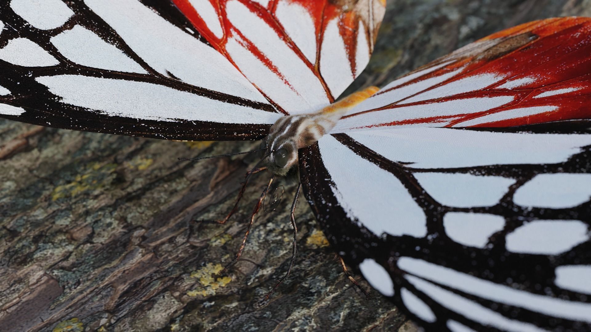 White Chestnut Tiger butterfly Low-poly 3D model_12