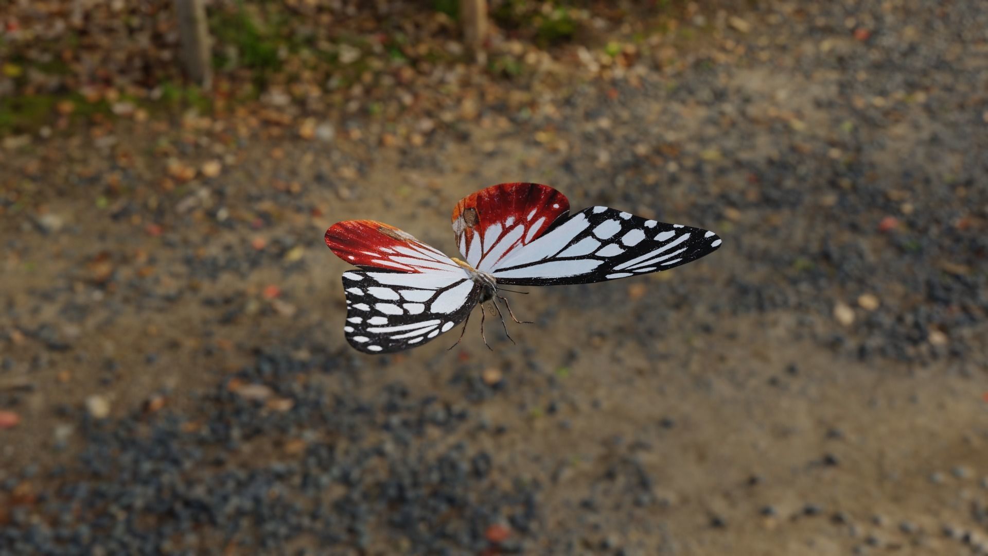 White Chestnut Tiger butterfly Low-poly 3D model_4