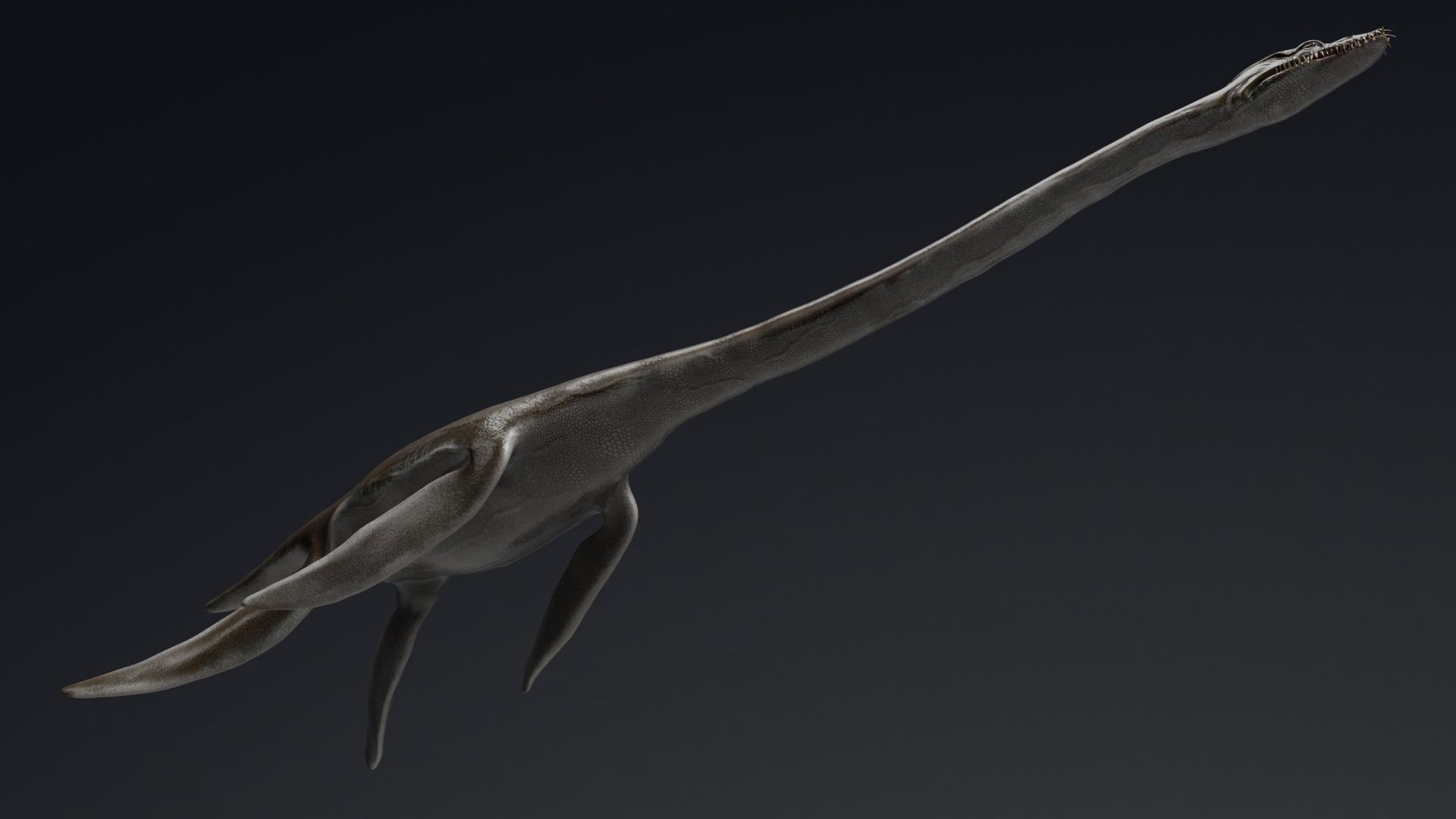 Dinosaur  Styxosaurus Model 27 Animations UNITY - UNREAL ENGINE Low-poly 3D model_7