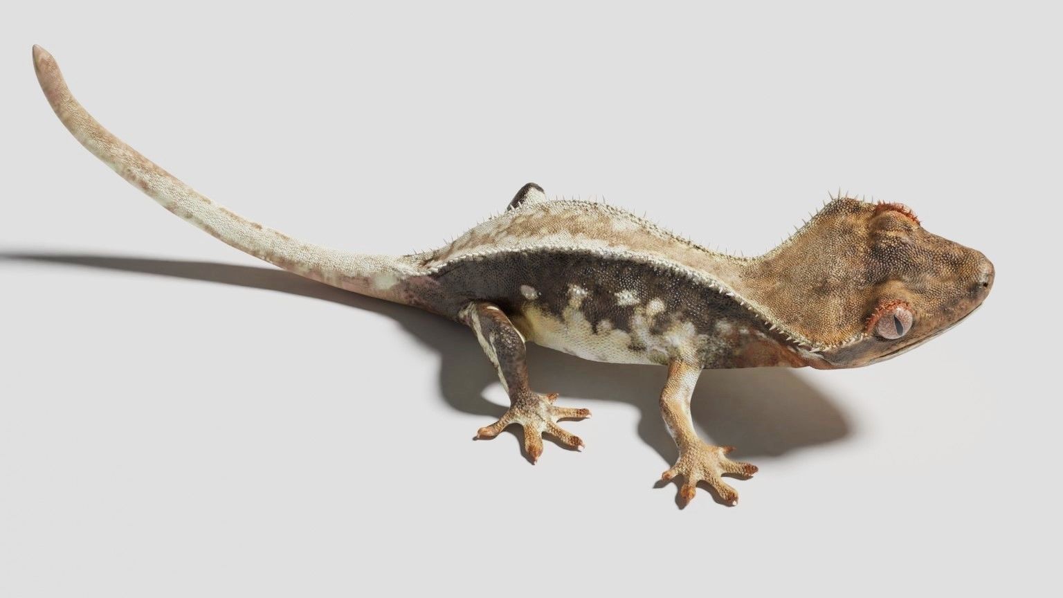 crested gecko 3D model_1