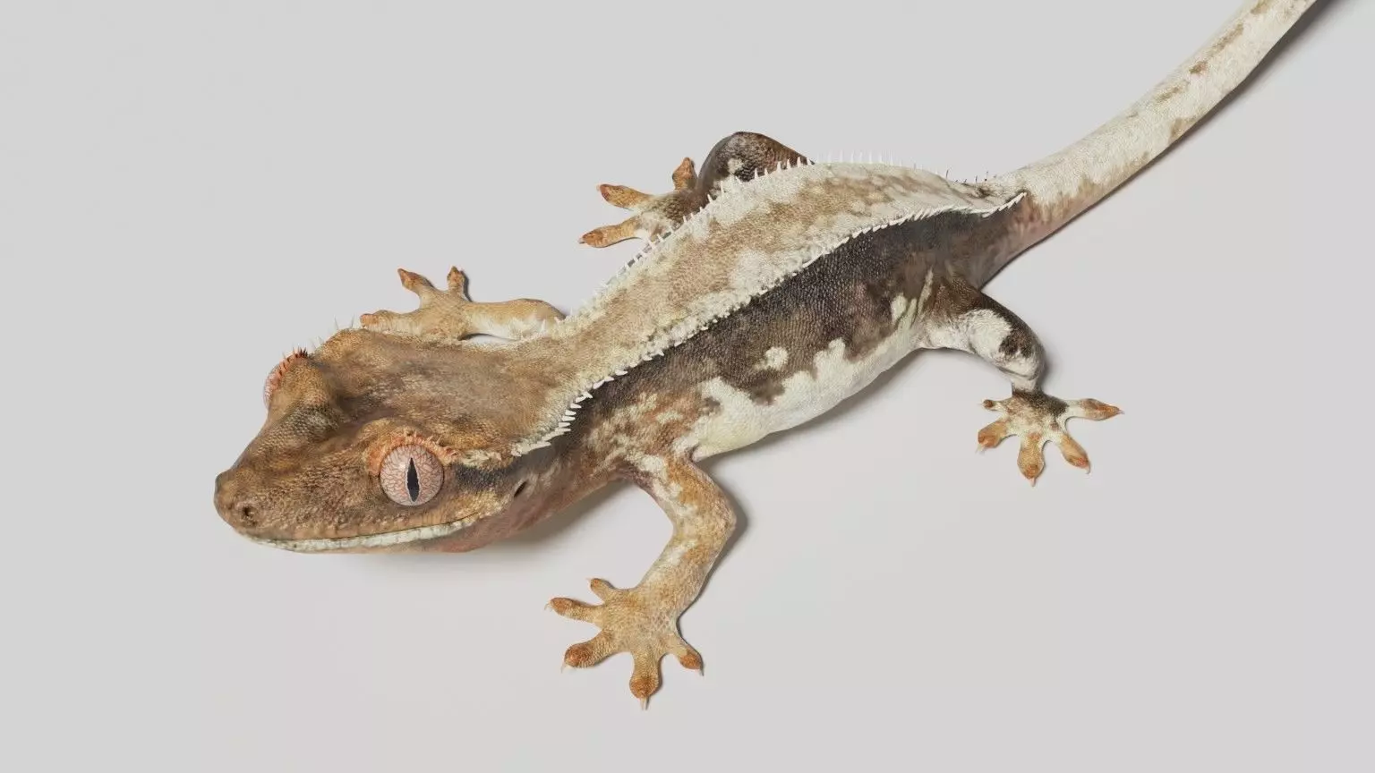 crested gecko 3D model_0