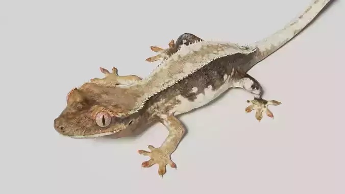 crested gecko 3D model