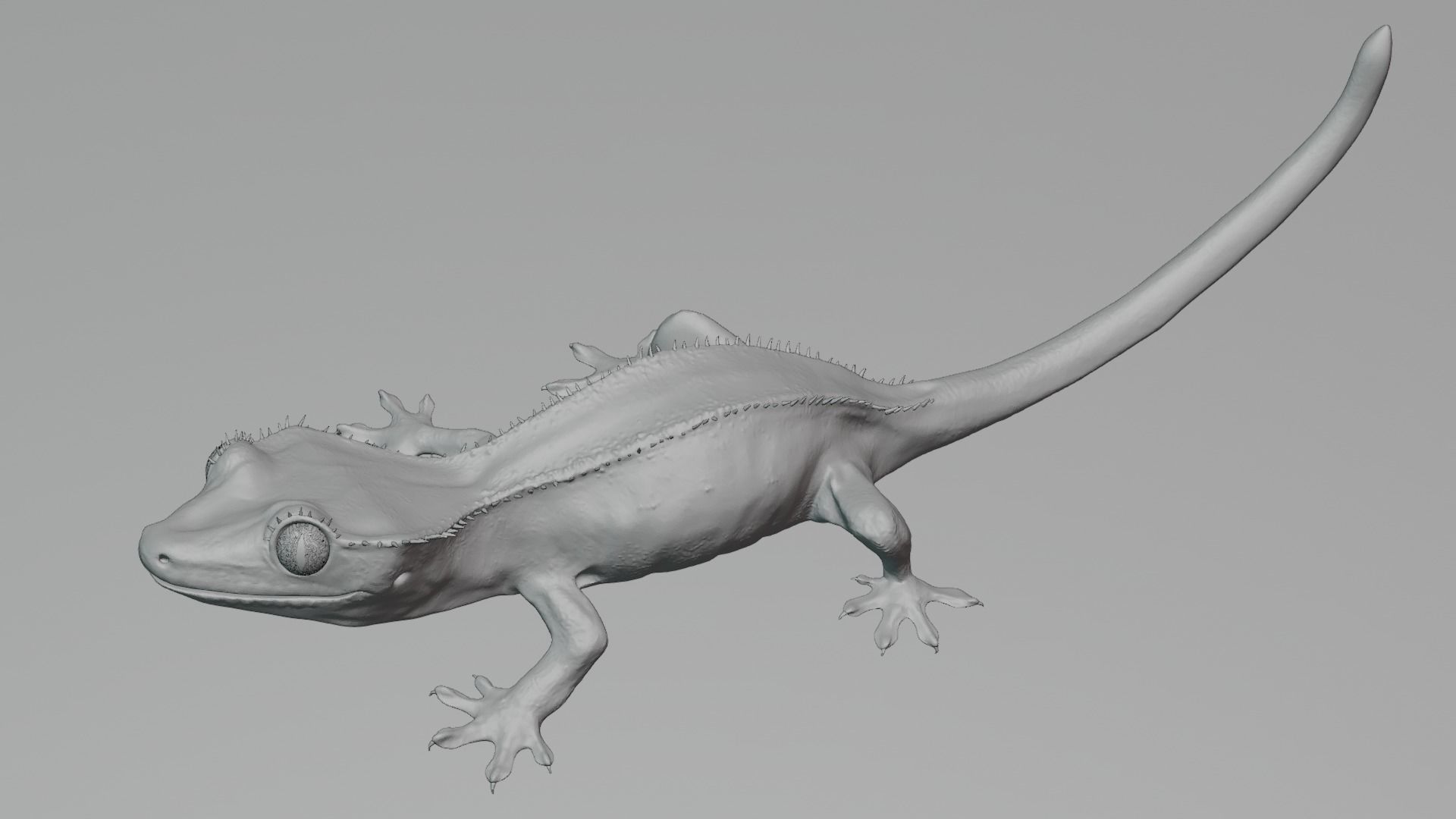 crested gecko 3D model_3