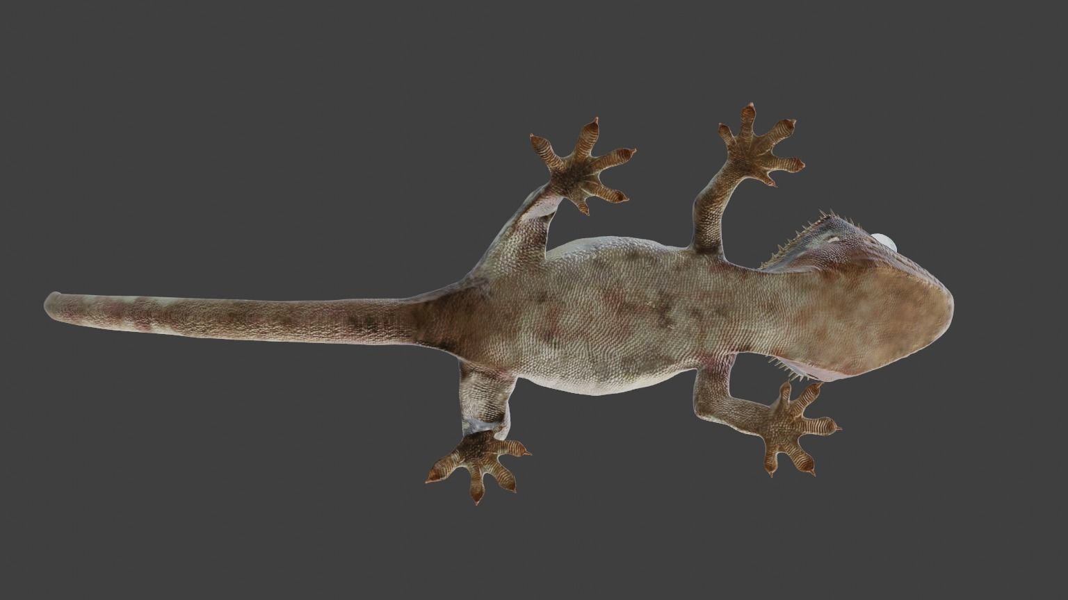 crested gecko 3D model_2