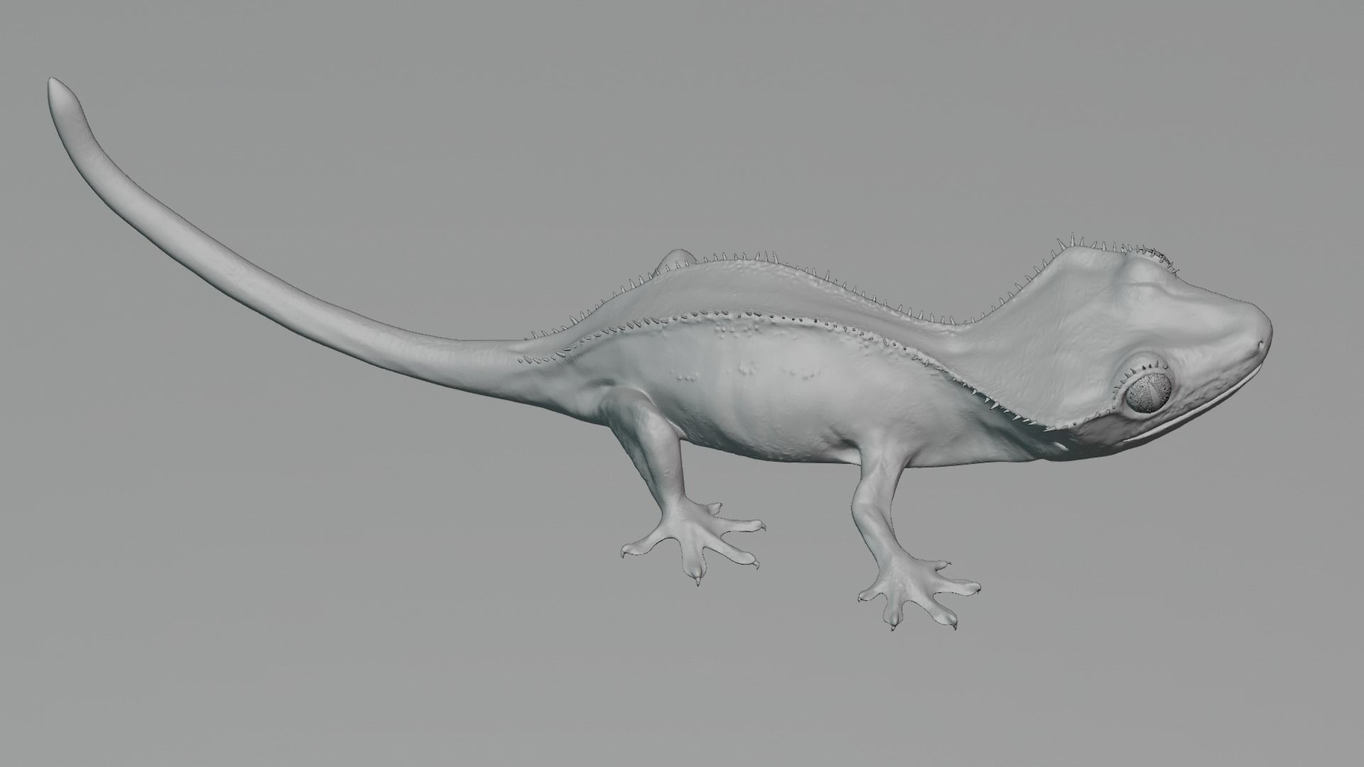 crested gecko 3D model_4