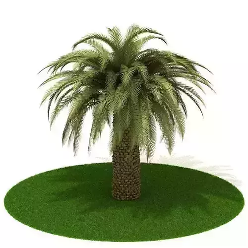 Plant   Small Palm