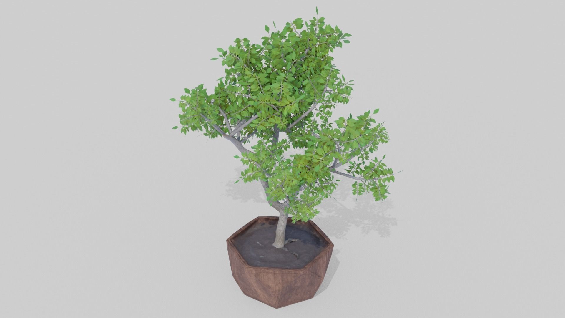 Bonsai Tree Low-poly 3D model_1