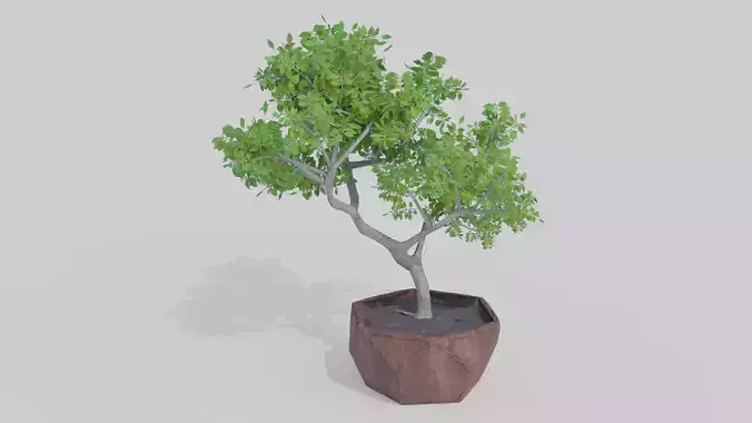 Bonsai Tree