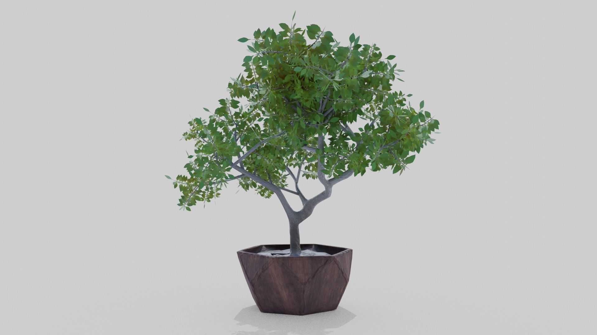 Bonsai Tree Low-poly 3D model_3