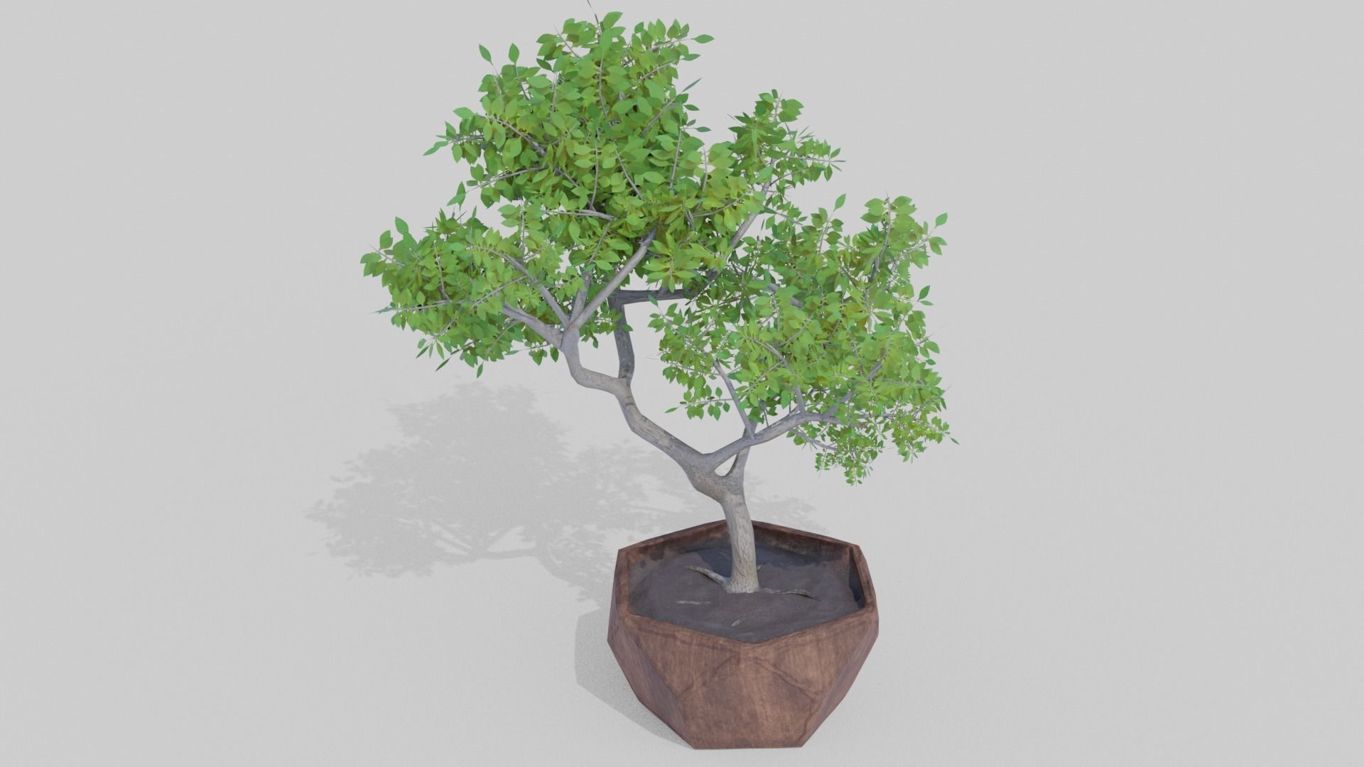 Bonsai Tree Low-poly 3D model_5