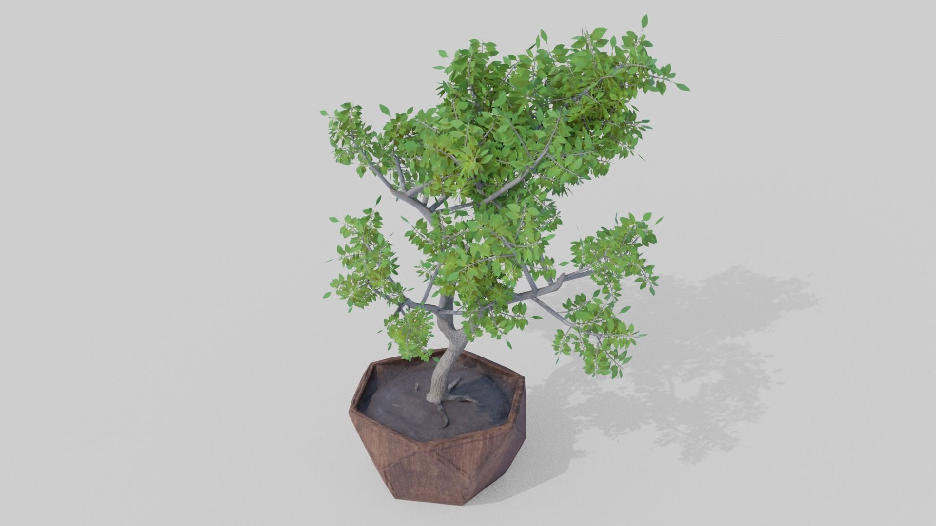 Bonsai Tree Low-poly 3D model_2