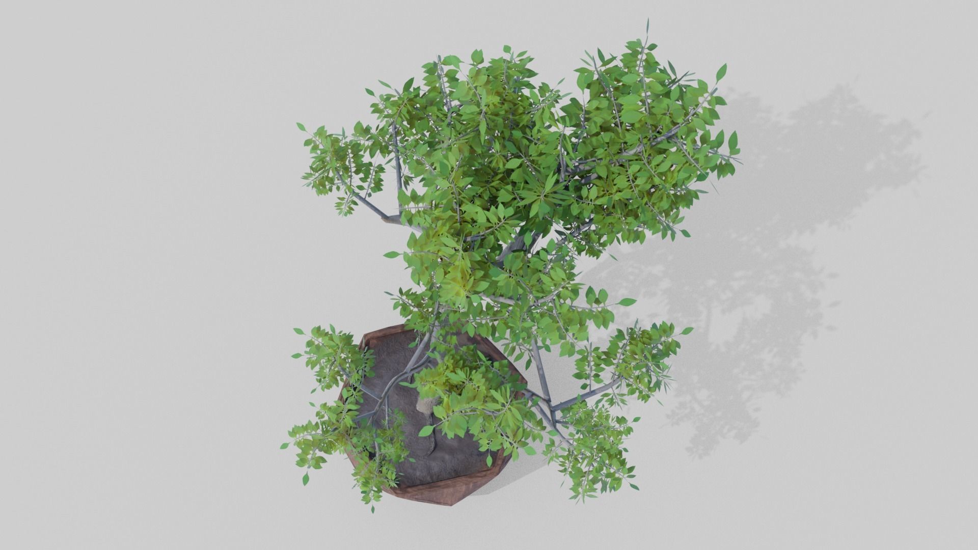 Bonsai Tree Low-poly 3D model_4