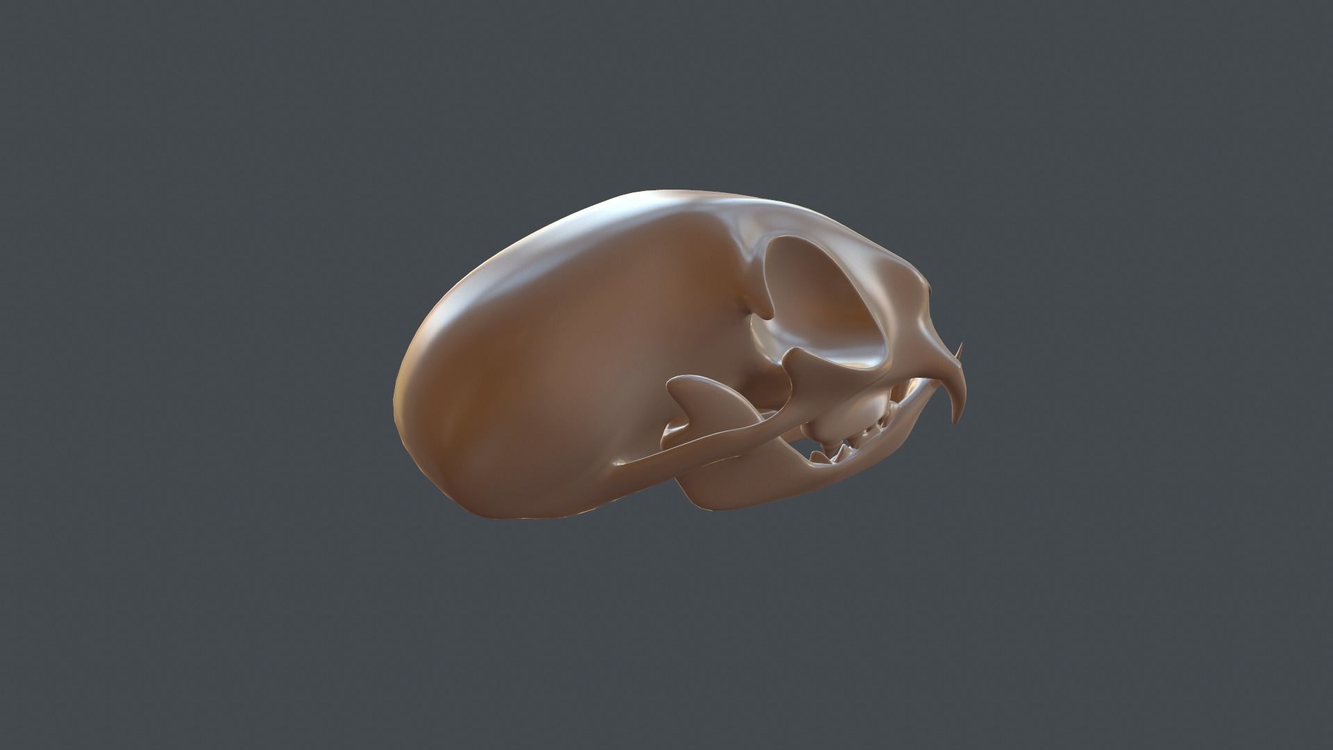 Stylized 3D model of a cat skull model 3D print model_4
