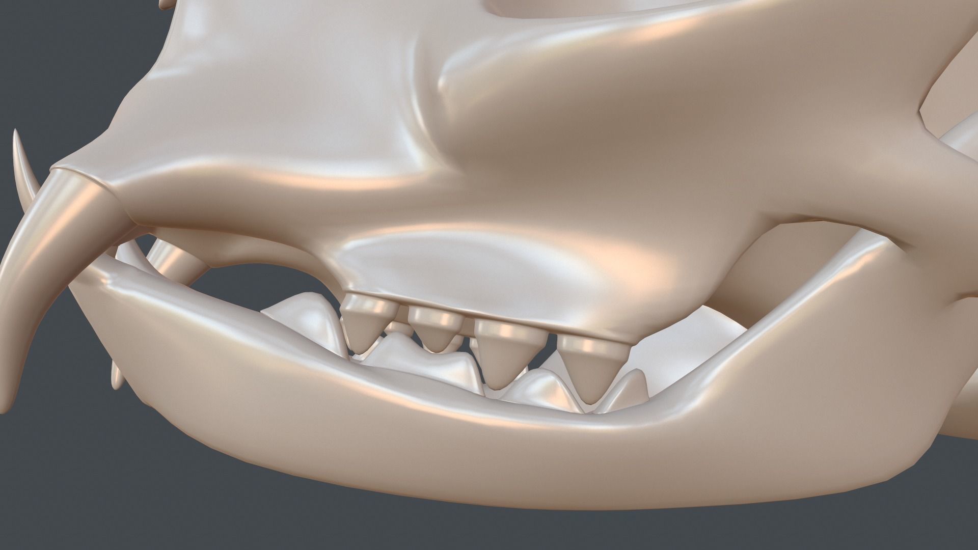 Stylized 3D model of a cat skull model 3D print model_13
