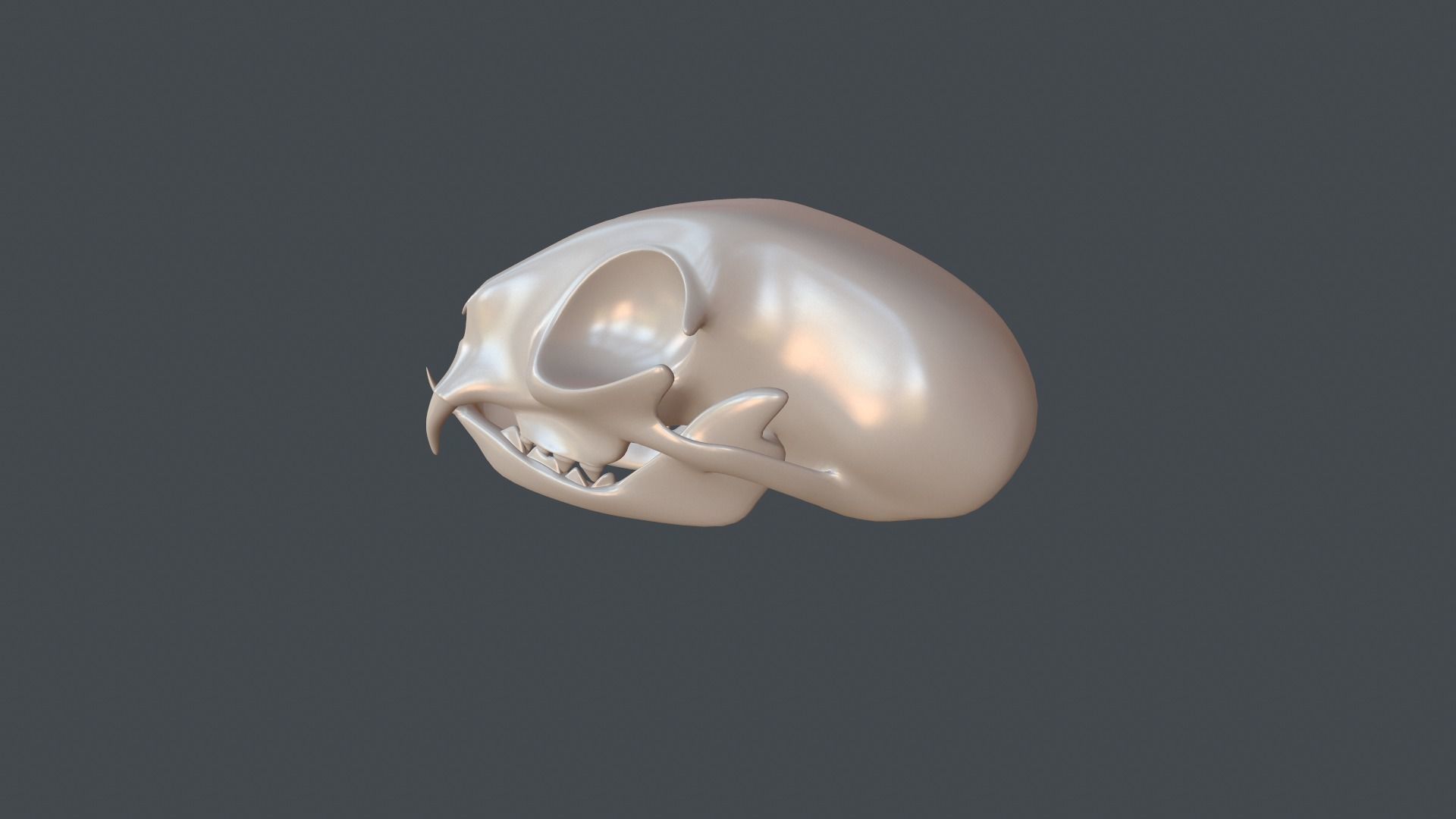 Stylized 3D model of a cat skull model 3D print model_7