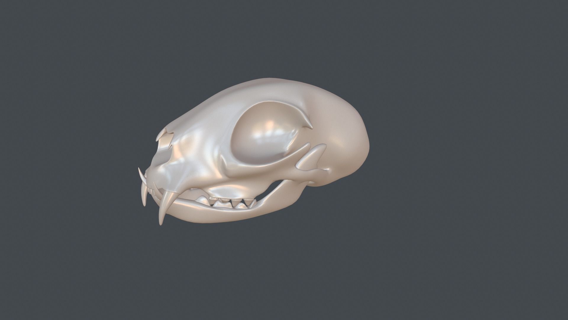 Stylized 3D model of a cat skull model 3D print model_8