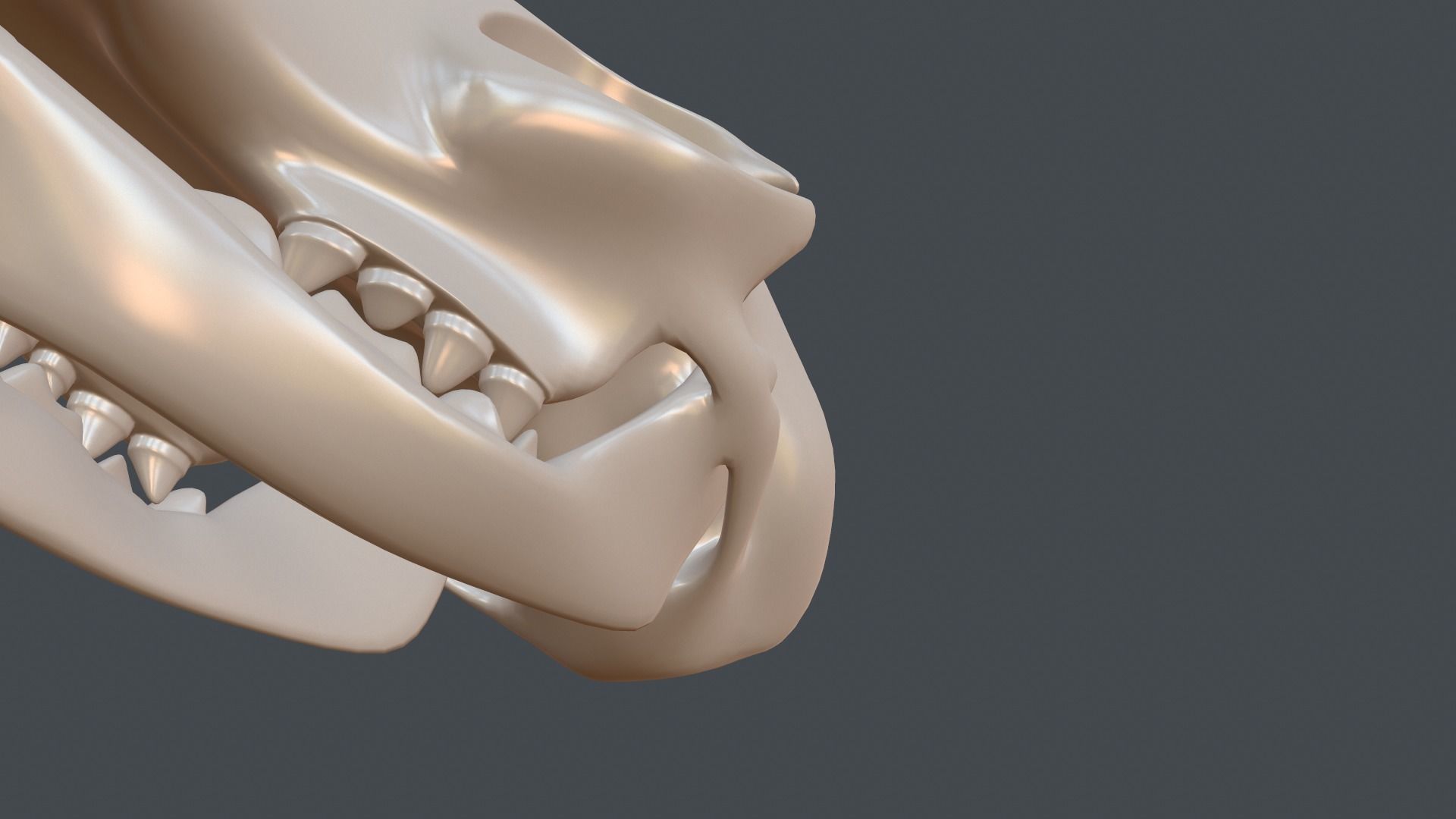 Stylized 3D model of a cat skull model 3D print model_14