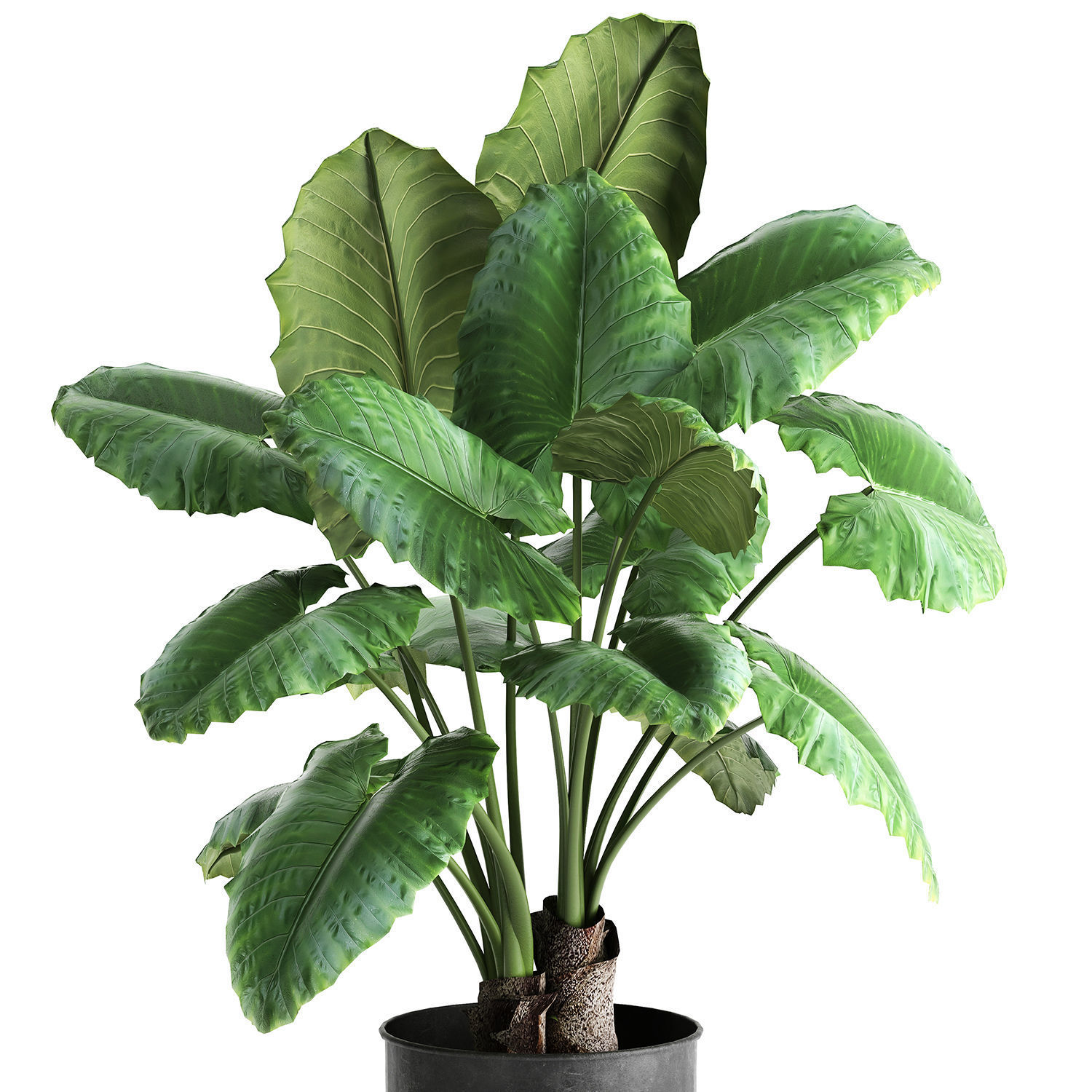 Alocasia macrorrhiza in a pot for the interior 884 3D model_2
