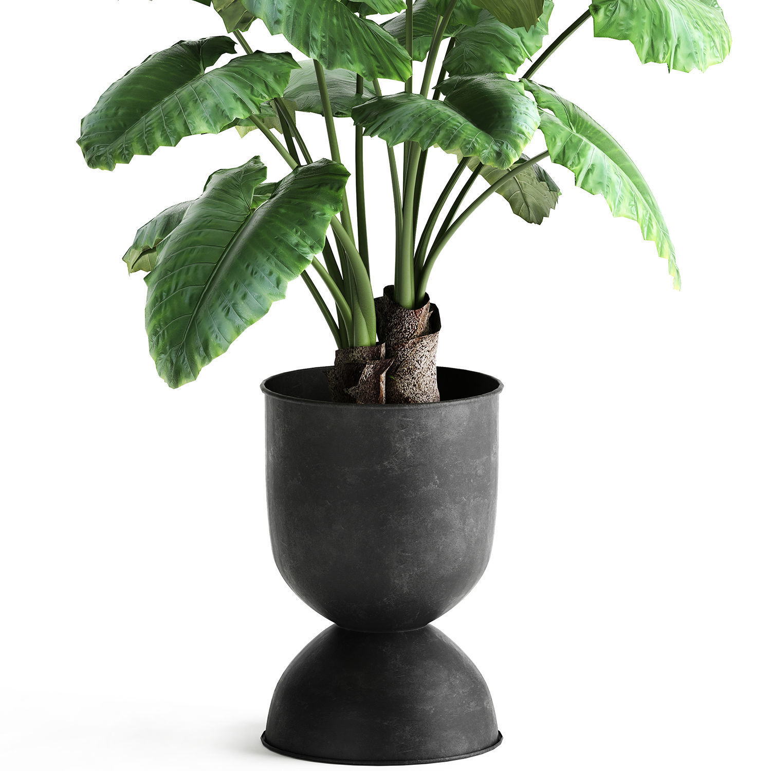 Alocasia macrorrhiza in a pot for the interior 884 3D model_3