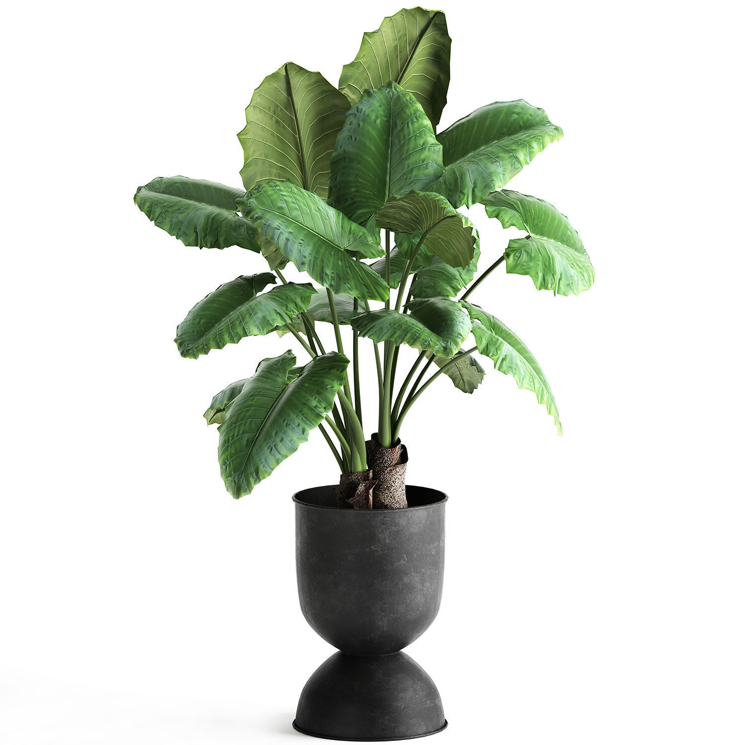 Alocasia macrorrhiza in a pot for the interior 884 3D model_1