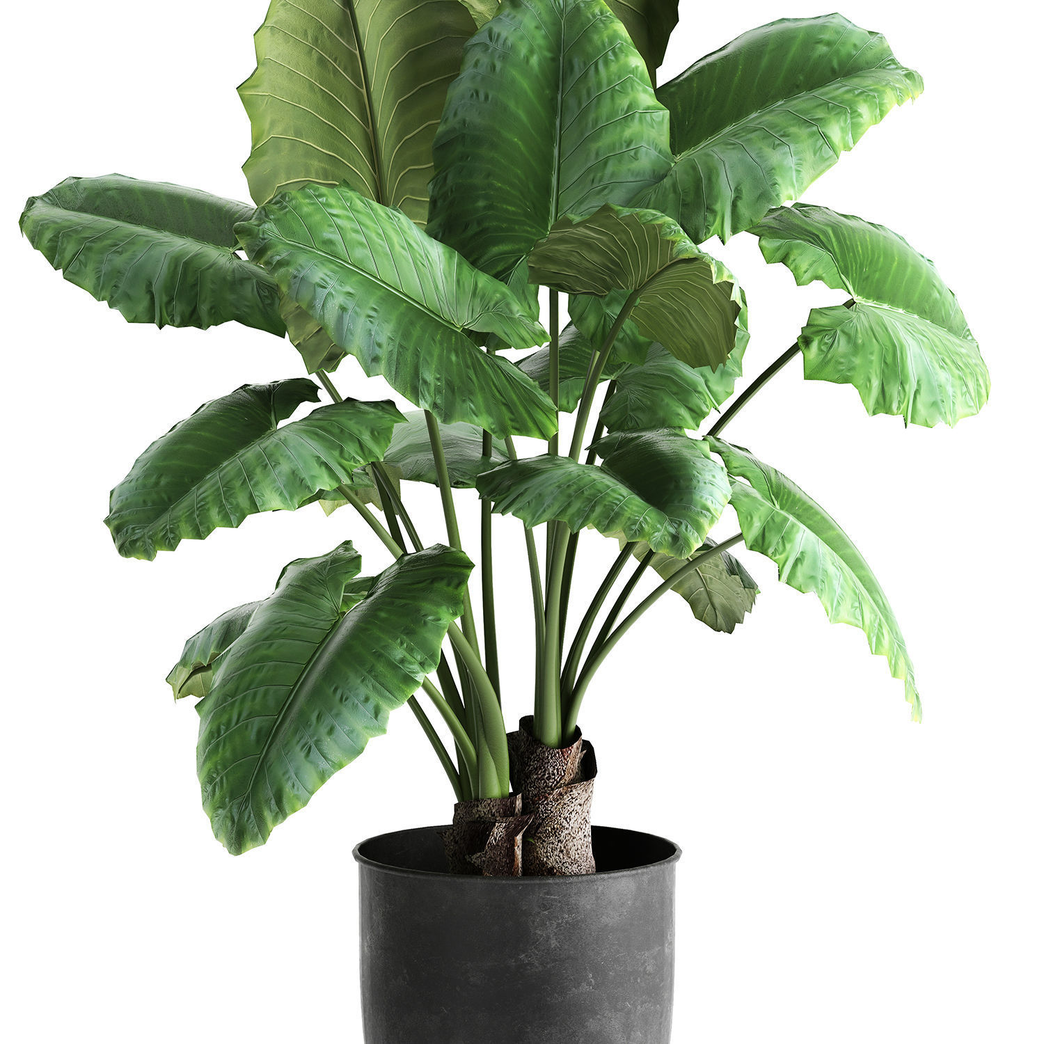 Alocasia macrorrhiza in a pot for the interior 884 3D model_4