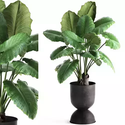 Alocasia macrorrhiza in a pot for the interior 884 3D model