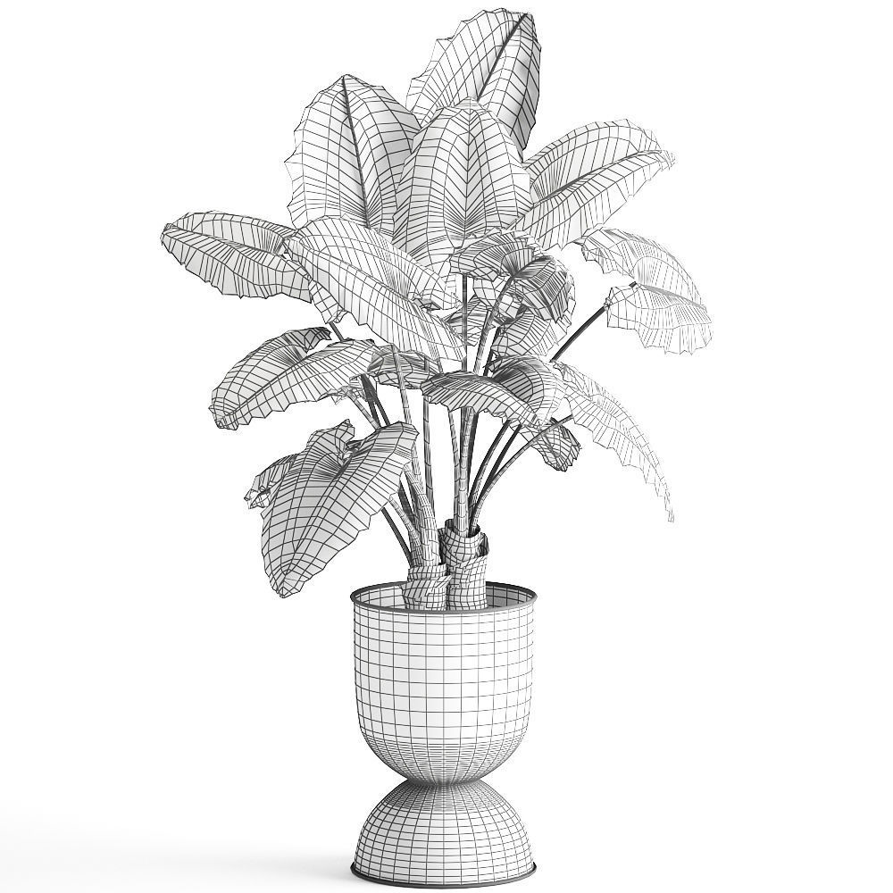 Alocasia macrorrhiza in a pot for the interior 884 3D model_5
