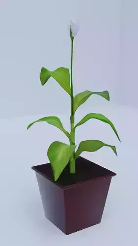  Flower Spathiphyllum in pot