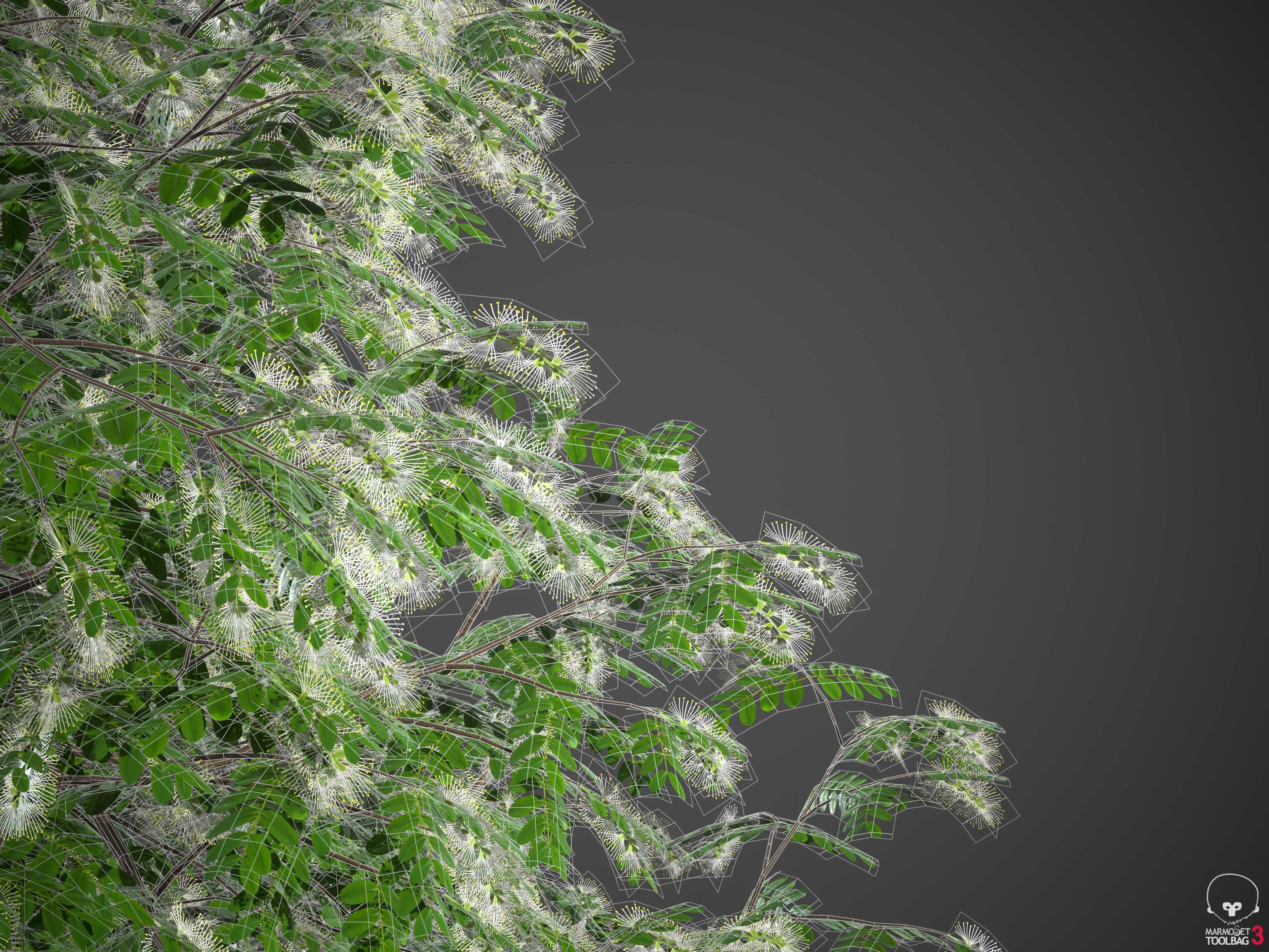 XfrogPlants Texas Ebony - Ebenopsis Ebano   3D model_4